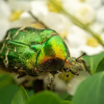 Cetonia aurata