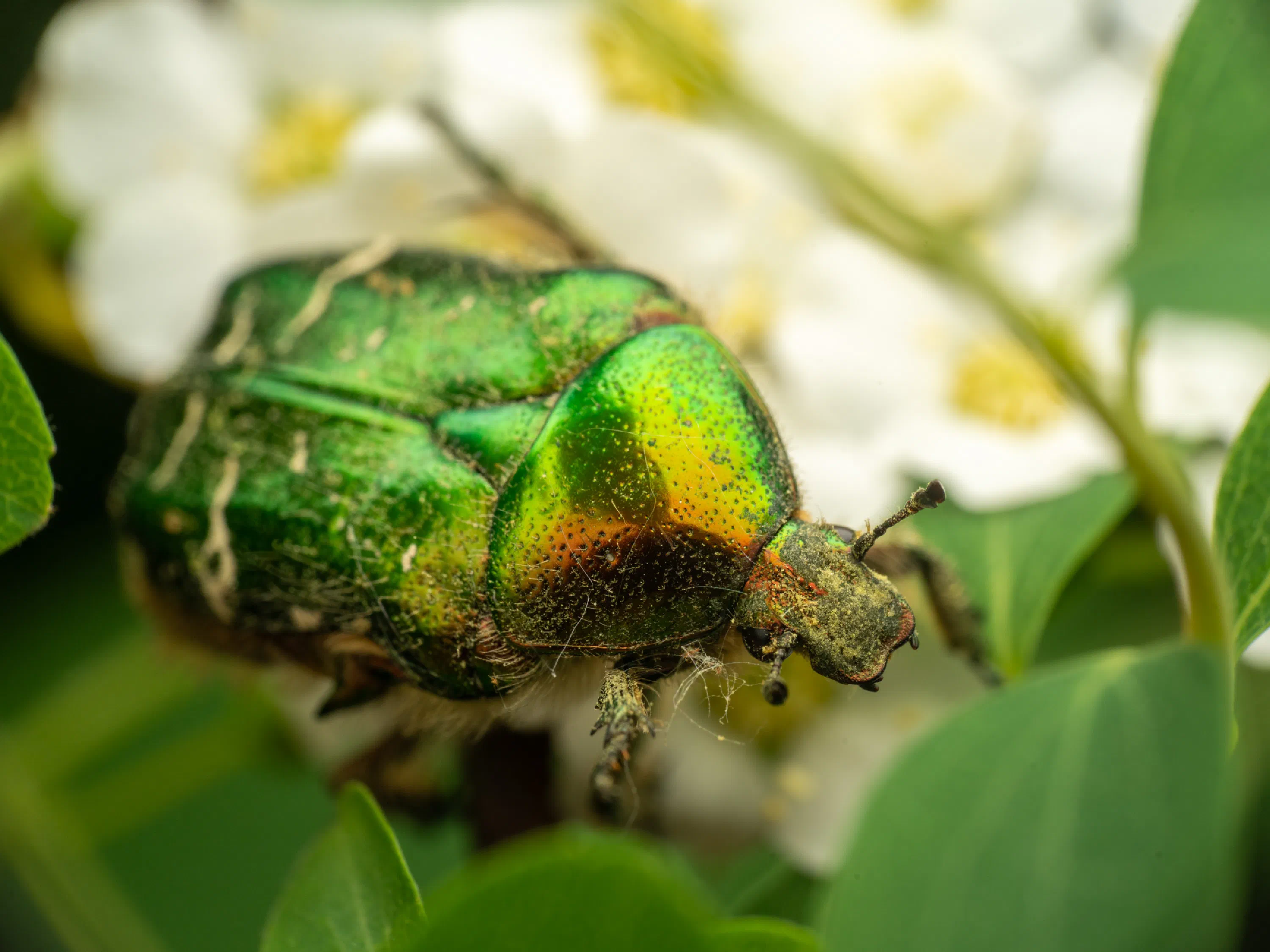 Cetonia aurata
