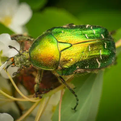 Cetonia aurata
