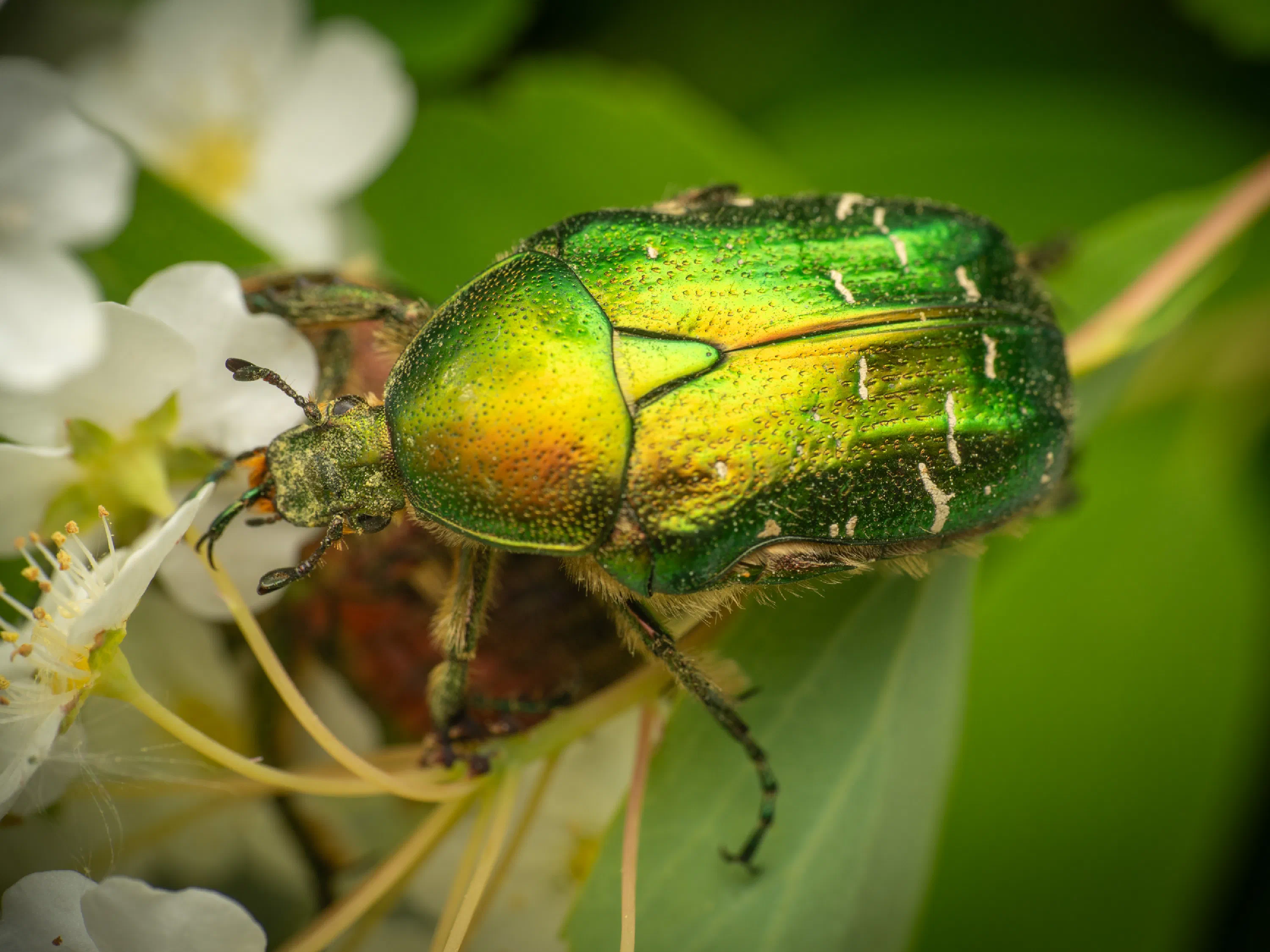 Cetonia aurata