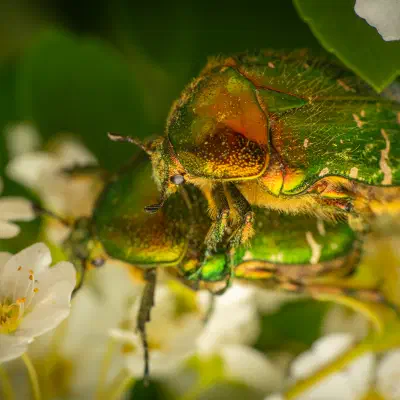 Cetonia aurata