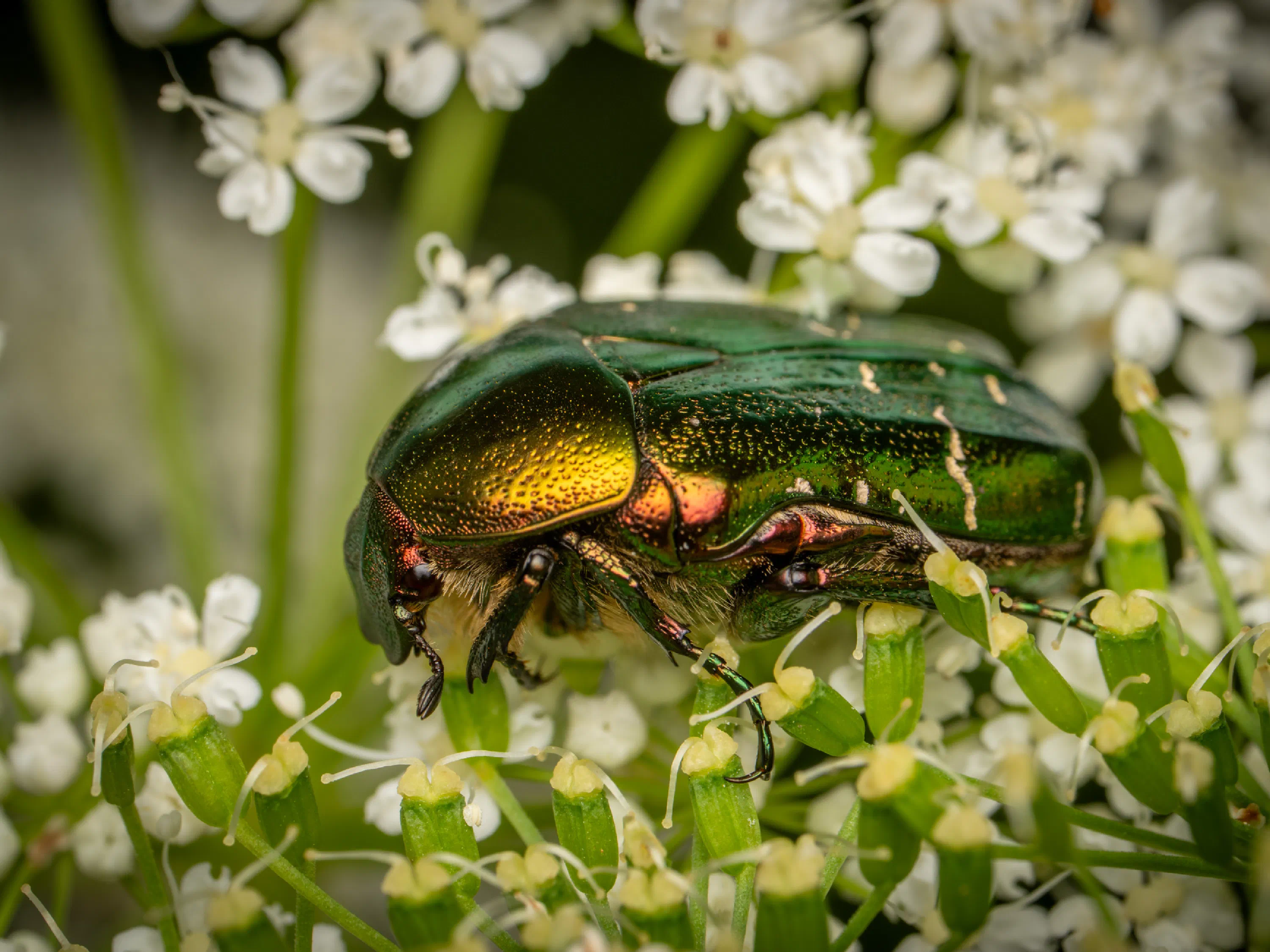 Cetonia aurata