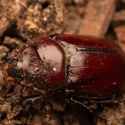 Escarabajo Rinoceronte Europeo