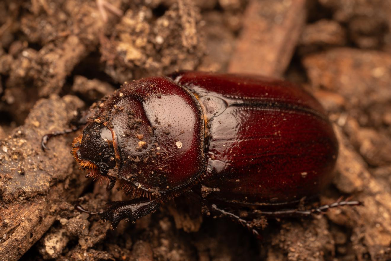 European Rhinoceros Beetle – No. 1