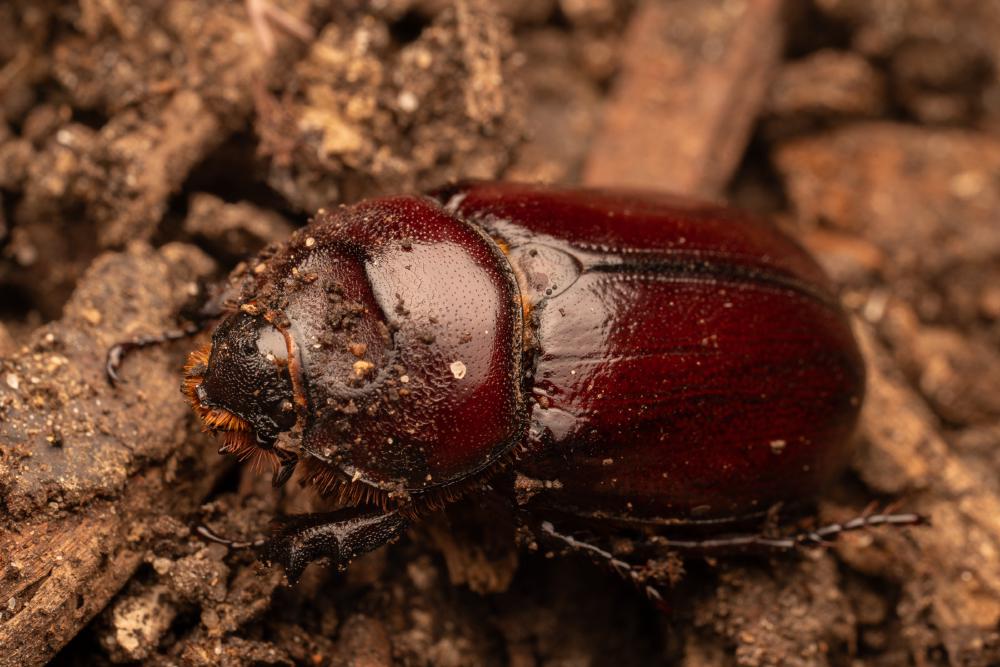 July 17, 2024 – Issue No. 334
– Issue No. 334: “European Rhinoceros Beetle“ European Rhinoceros Beetle