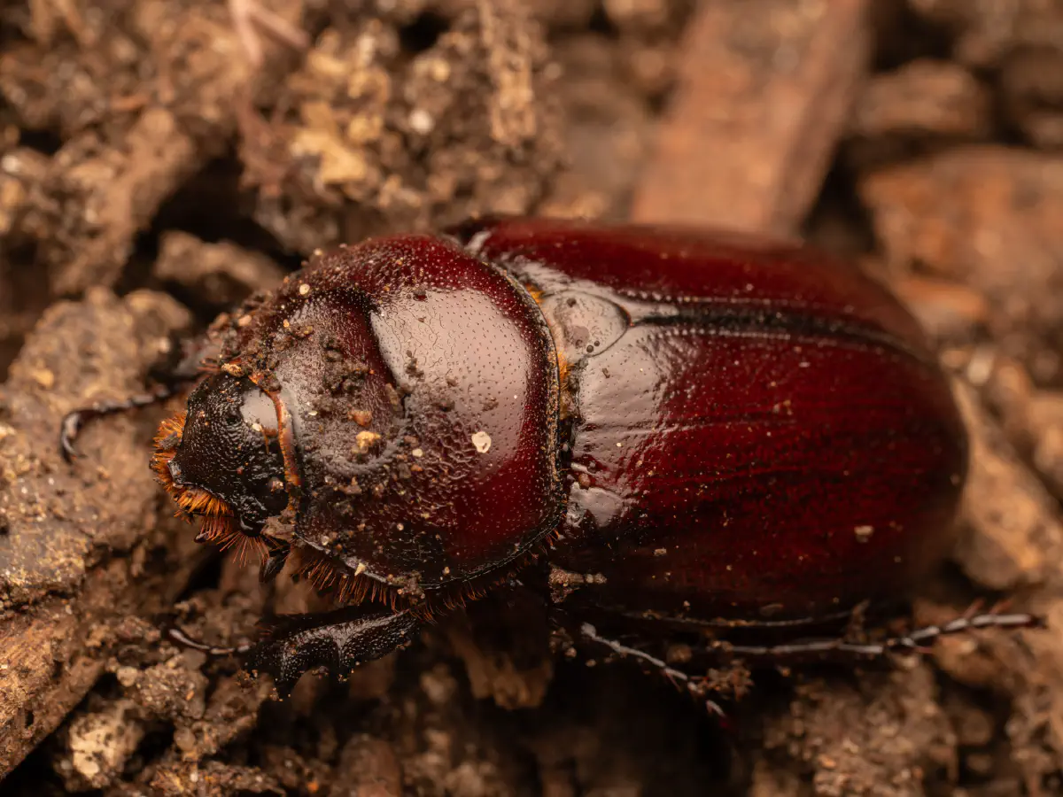 Scarabée rhinocéros européen