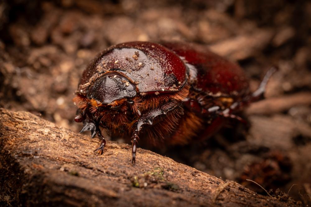 July 8, 2024 – Issue No. 325
– Issue No. 325: “European Rhinoceros Beetle“ European Rhinoceros Beetle