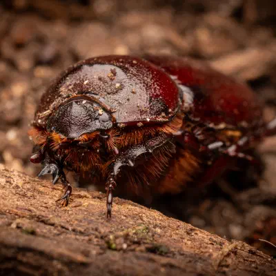 Escarabajo Rinoceronte Europeo