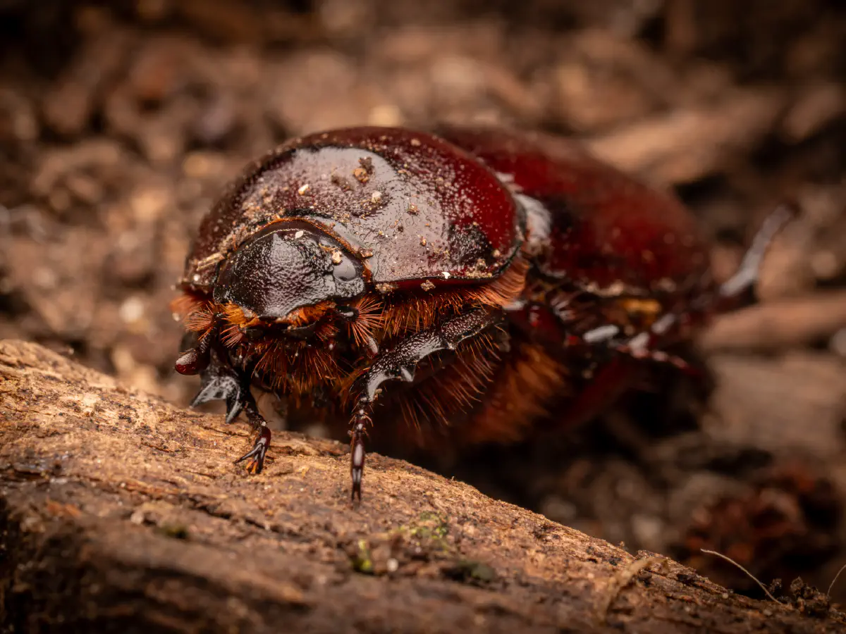 Scarabée rhinocéros européen