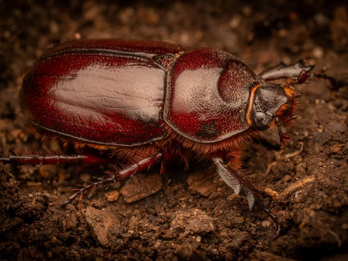 Scarabée rhinocéros européen
