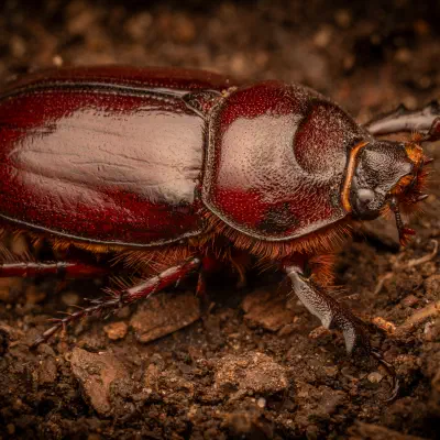 Escarabajo Rinoceronte Europeo