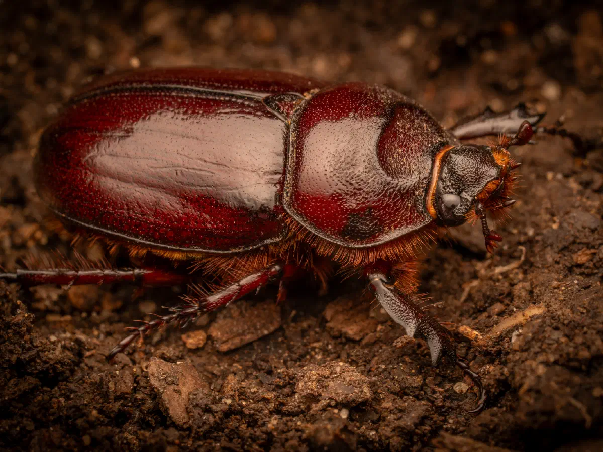 Scarabée rhinocéros européen