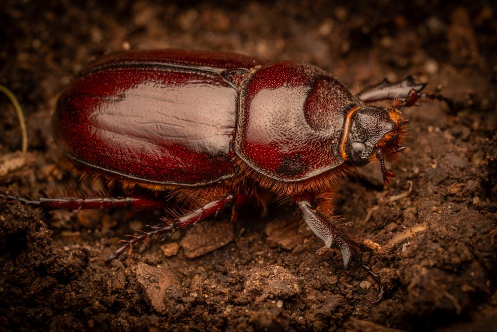 July 12, 2024 – Issue No. 329
– Issue No. 329: “European Rhinoceros Beetle“ European Rhinoceros Beetle