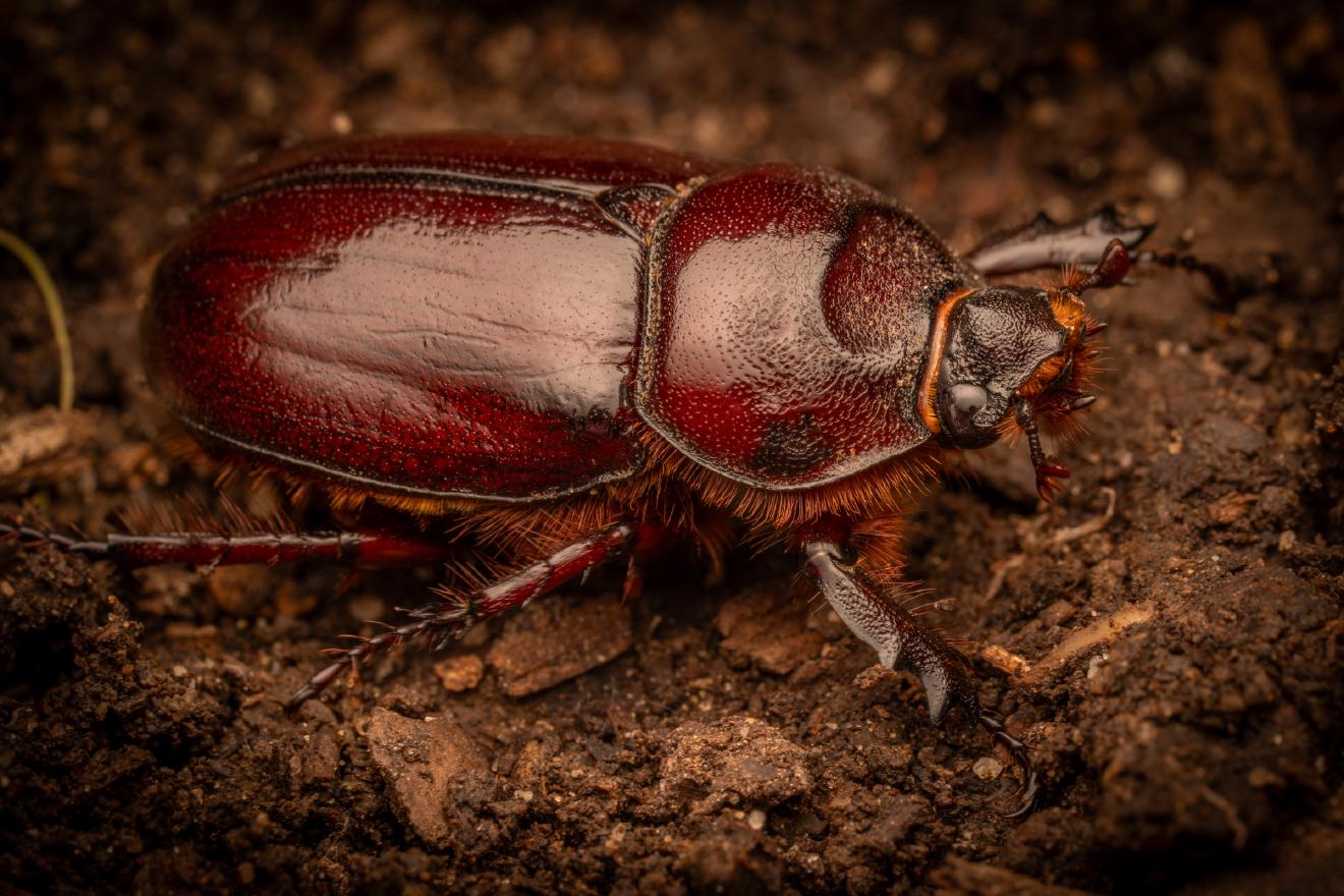 European Rhinoceros Beetle – No. 3