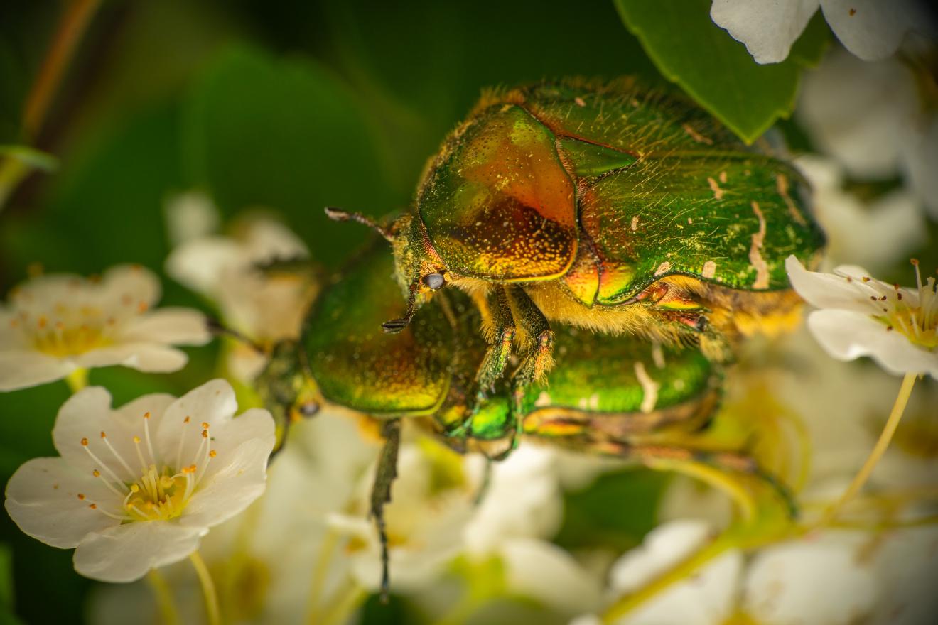 European Rose Chafer – No. 1