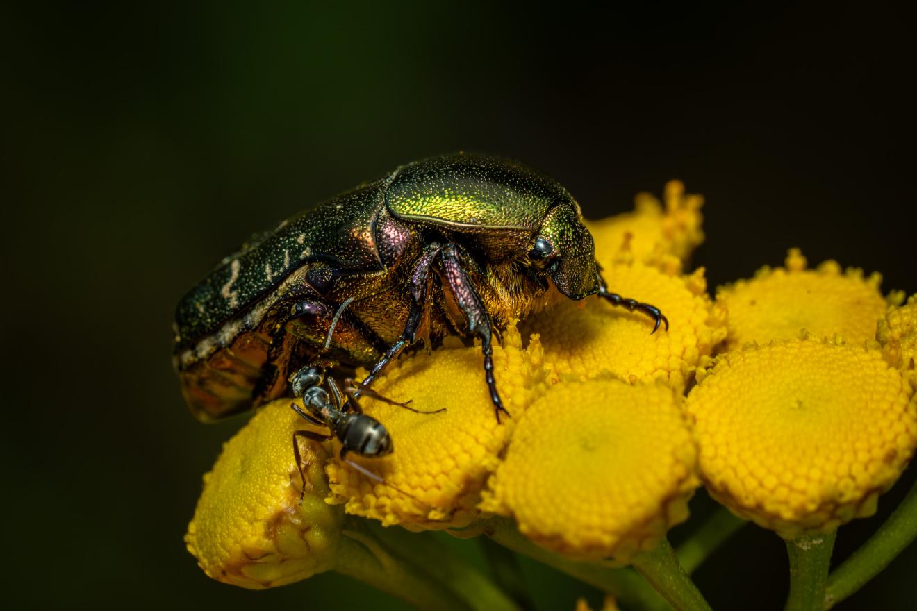 European Rose Chafer – No. 2