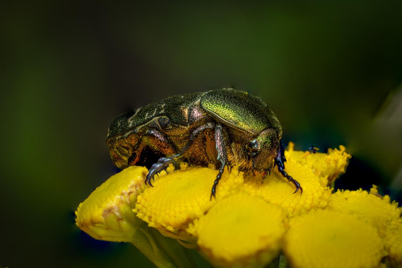 European Rose Chafer – No. 3