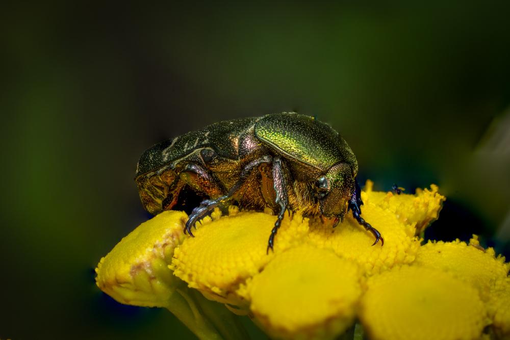 March 19, 2025 – Issue No. 579
– Issue No. 579: “European Rose Chafer“ European Rose Chafer