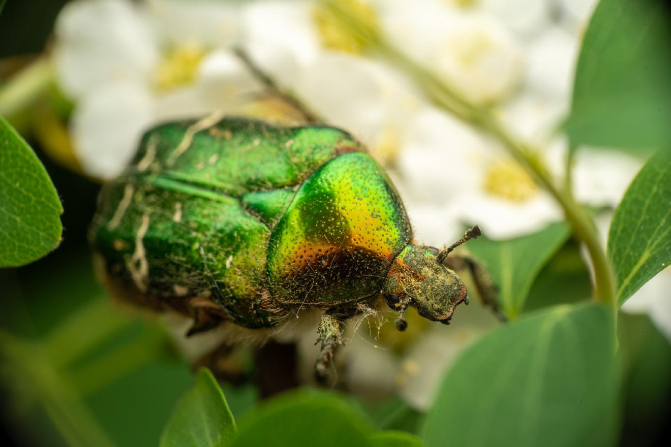 European Rose Chafer – No. 4