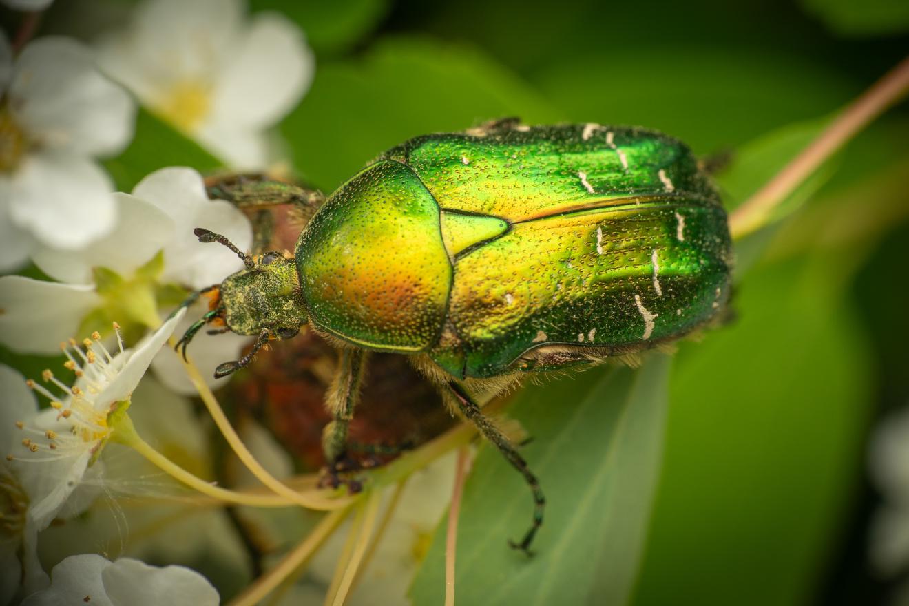European Rose Chafer – No. 5