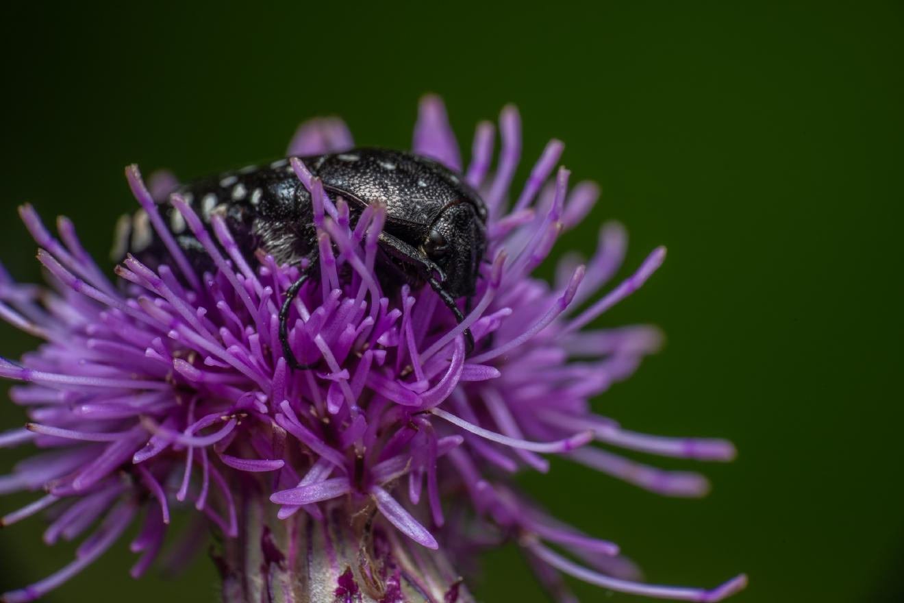 Mediterranean Spotted Chafer – No. 1