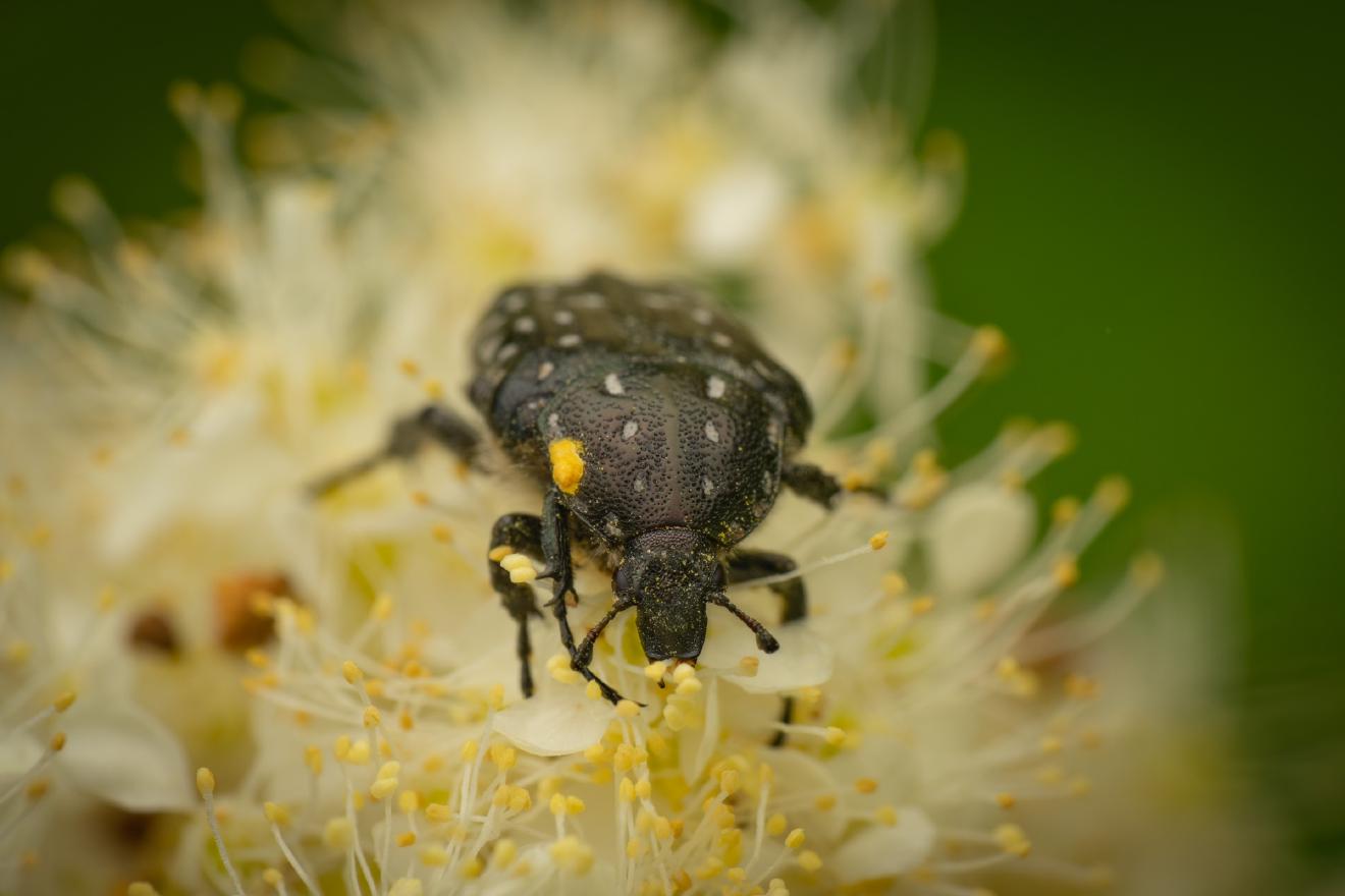 Mediterranean Spotted Chafer – No. 1
