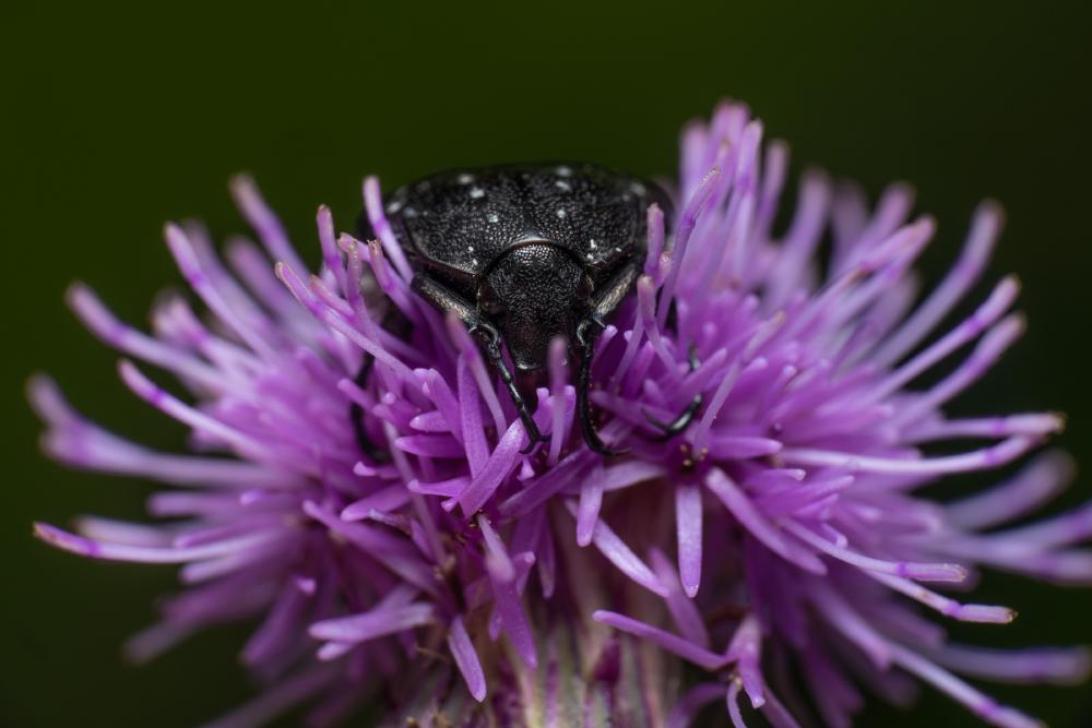 September 16, 2024 – Issue No. 395
– Issue No. 395: “Mediterranean Spotted Chafer“ Mediterranean Spotted Chafer