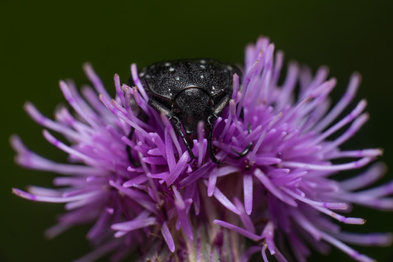 Mediterranean Spotted Chafer – No. 2