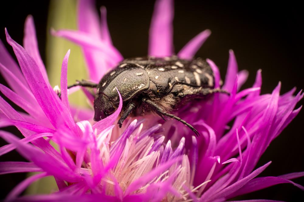 October 18, 2024 – Issue No. 427
– Issue No. 427: “Mediterranean Spotted Chafer“ Mediterranean Spotted Chafer