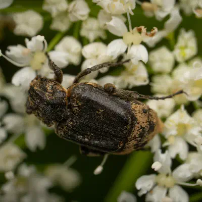 Valgus hemipterus