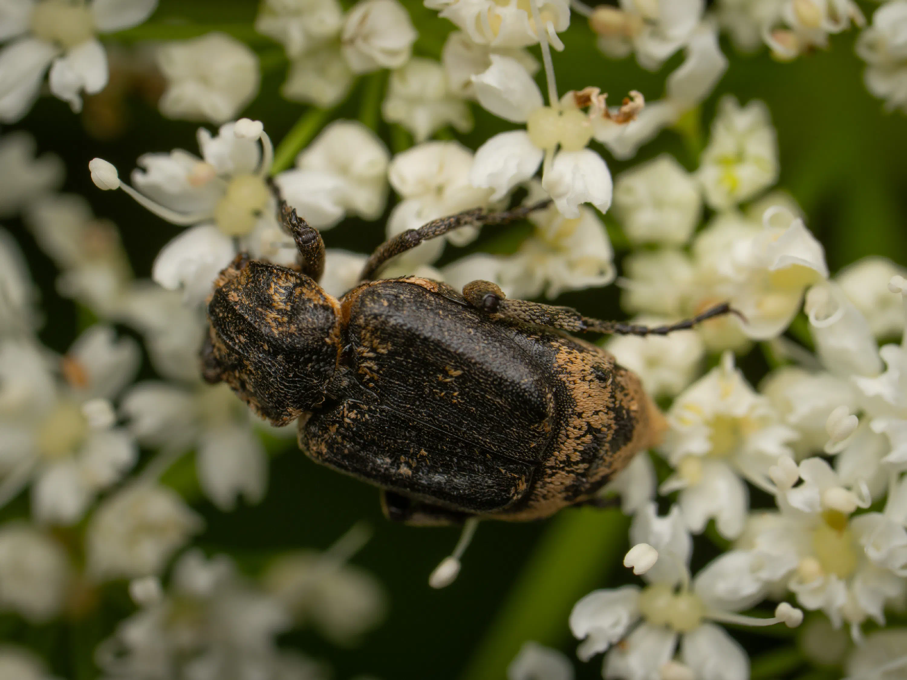 Valgus hemipterus