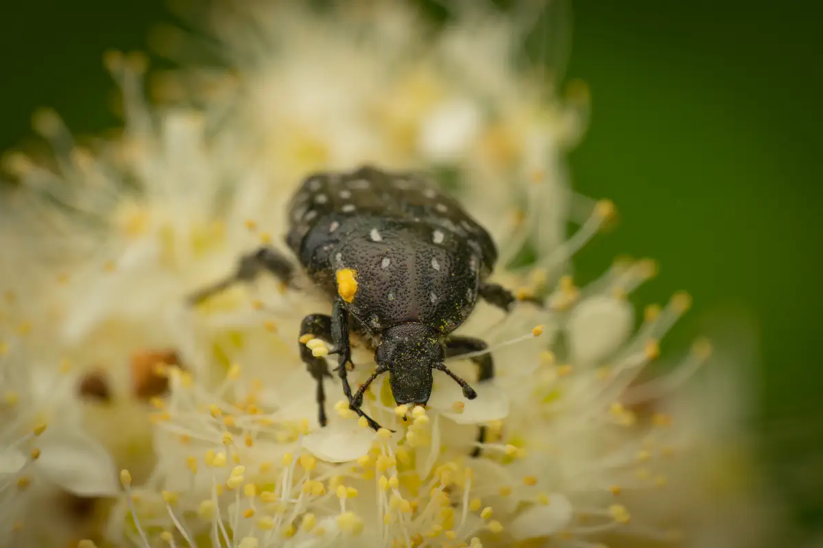 Mediterranean Spotted Chafer – No. 1