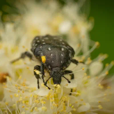 Mediterranean Spotted Chafer
