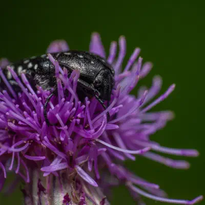 Mediterranean Spotted Chafer
