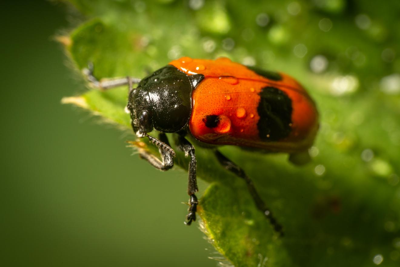 Clytra laeviuscula – No. 1