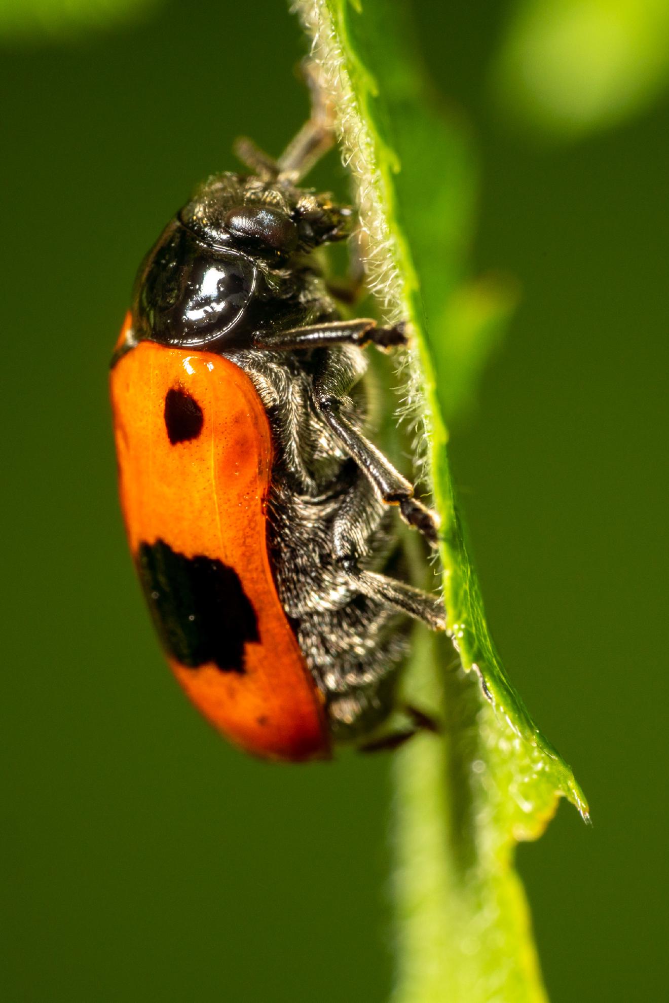 Clytra laeviuscula – No. 2