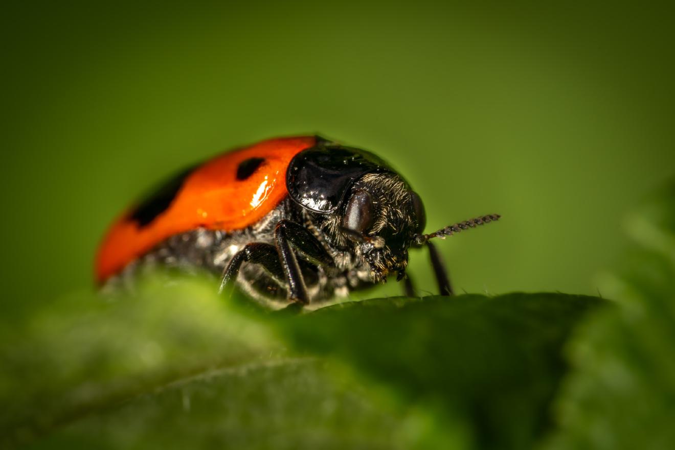 Clytra laeviuscula – No. 3