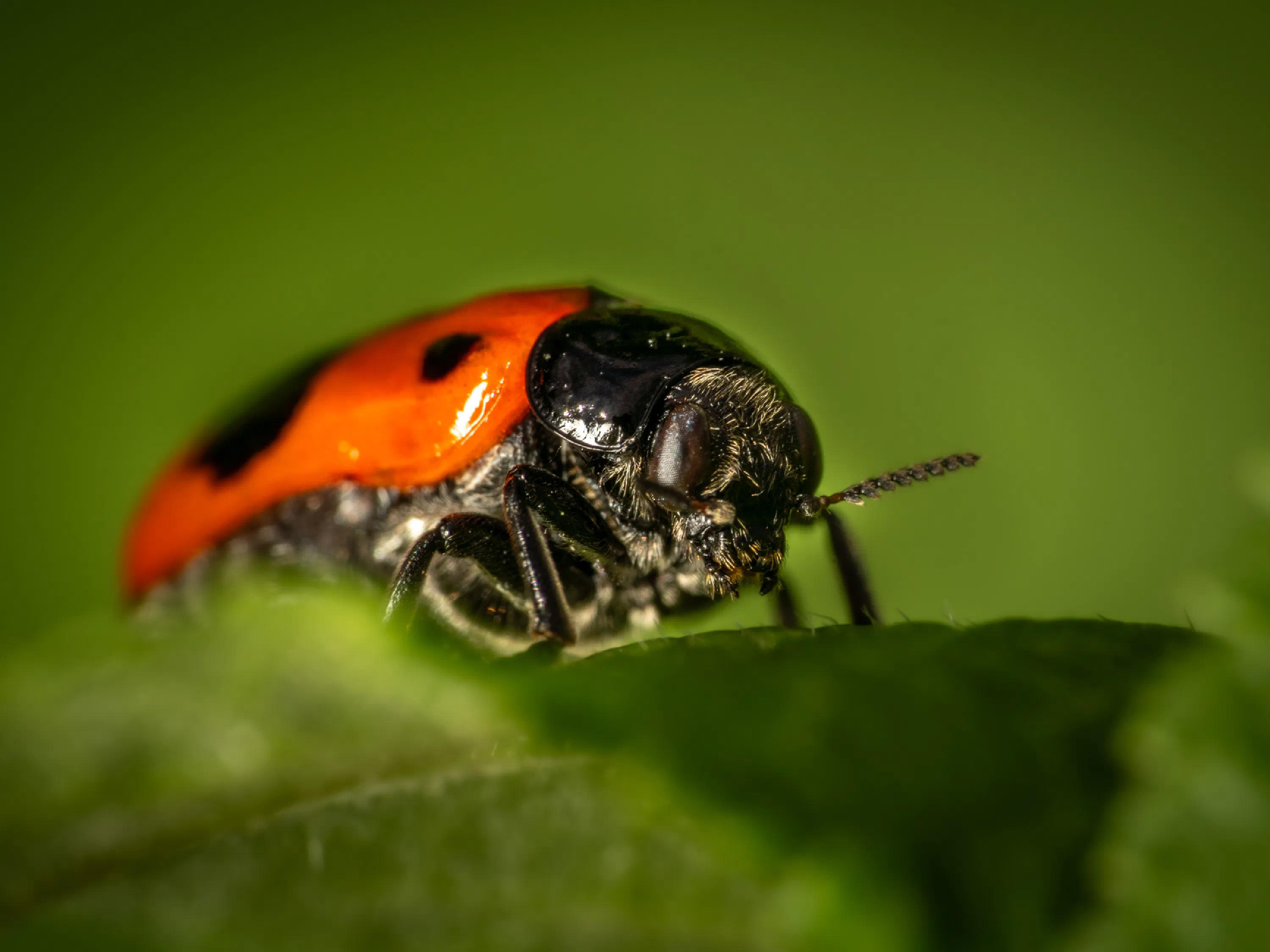 Clytra laeviuscula