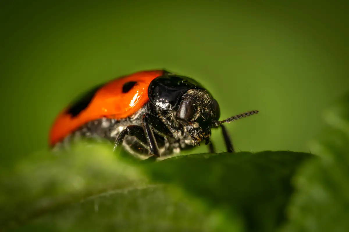Clytra laeviuscula – No. 3