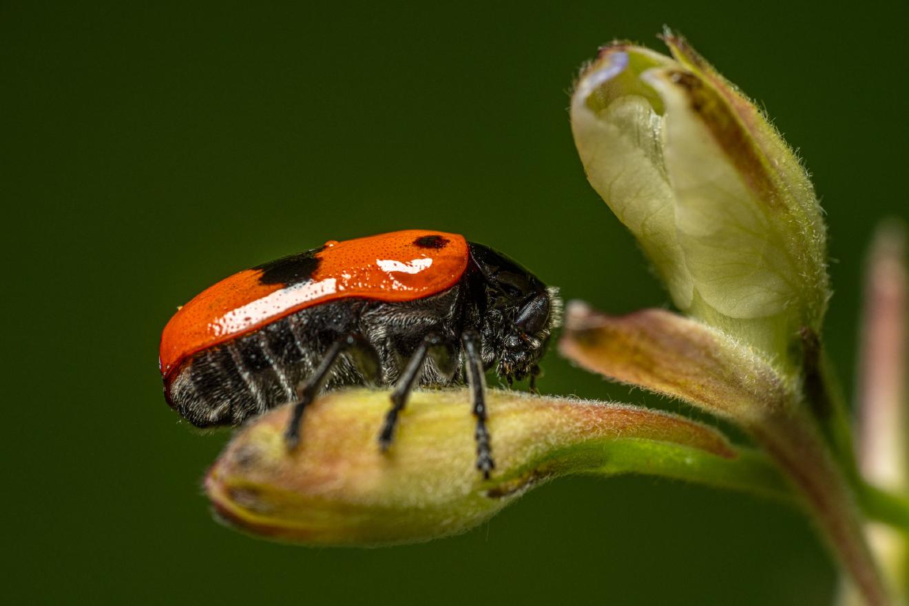 Clytra laeviuscula – No. 4