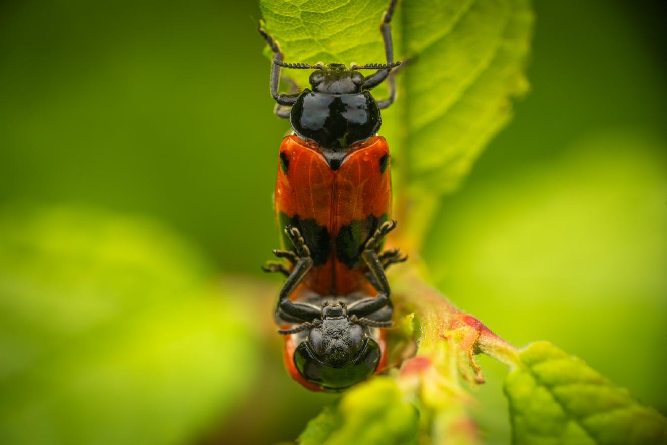 Clytra laeviuscula – No. 6