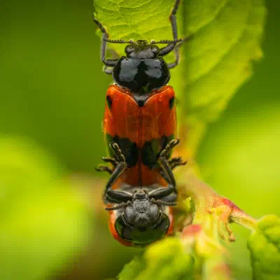 Ameisensackkäfer