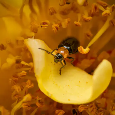 Exosoma lusitanicum
