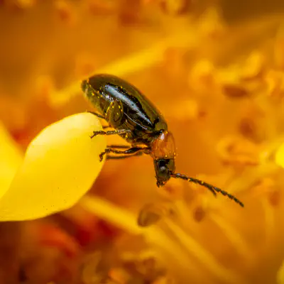 Exosoma lusitanicum