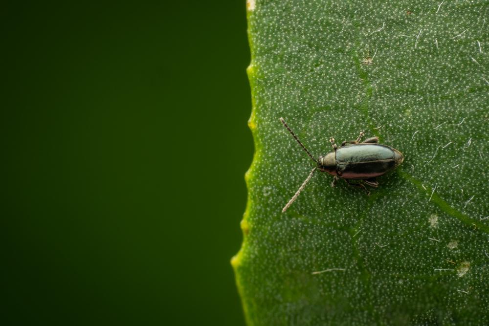 Blauseidiger Kohlerdfloh