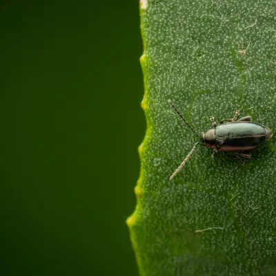 Phyllotreta nigripes