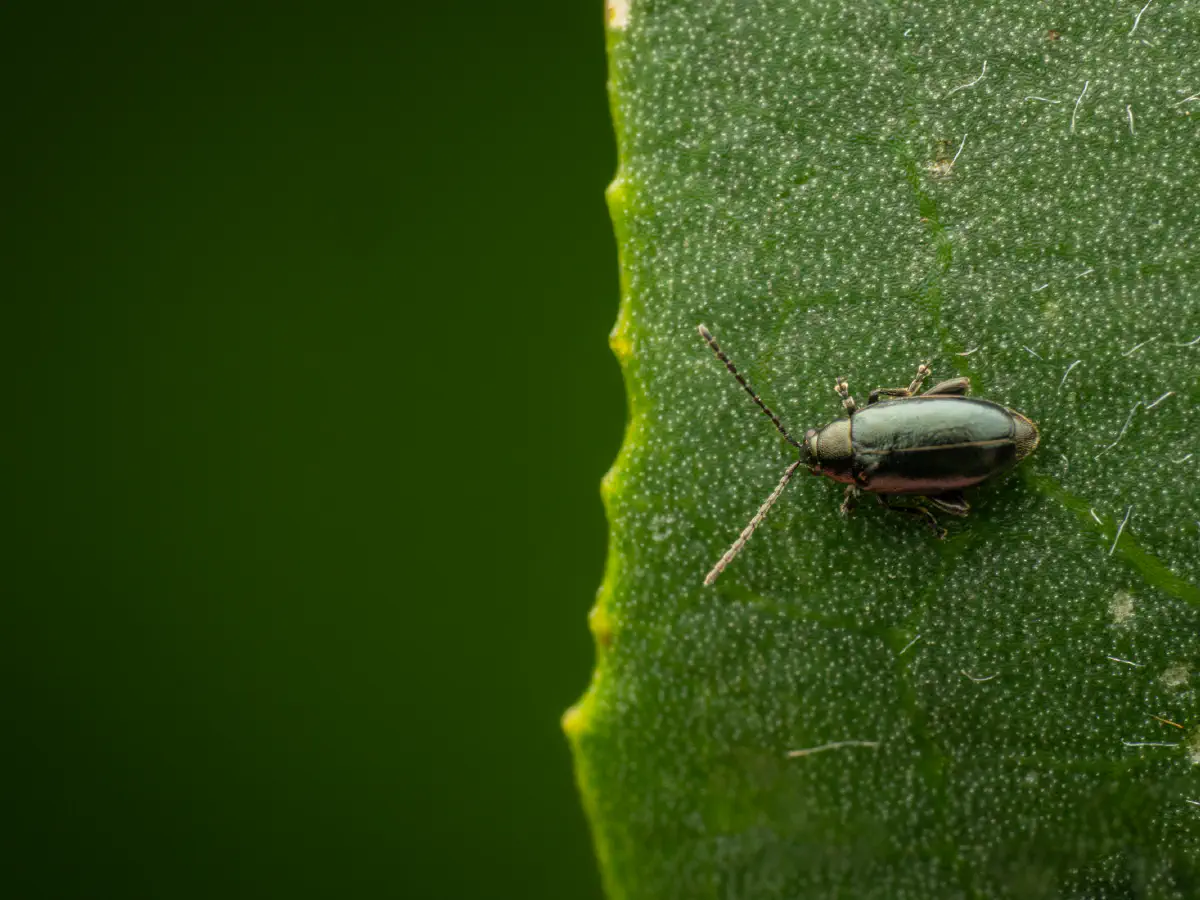 Phyllotreta nigripes
