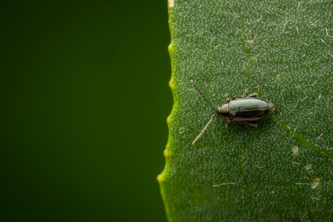 Phyllotreta nigripes – No. 1