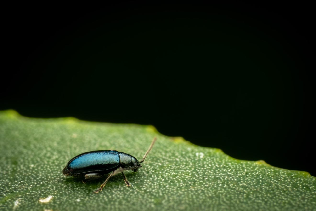 Blauseidiger Kohlerdfloh – No. 2