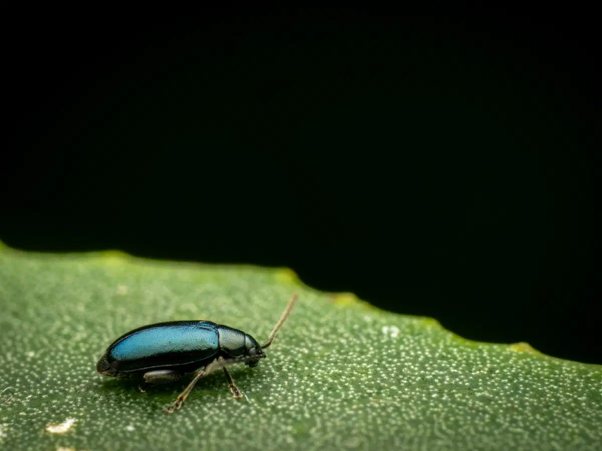 Phyllotreta nigripes